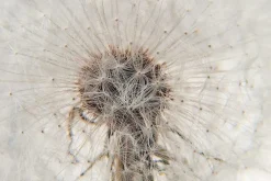 Dekorationsdetaljer*Hafod Grange Brevtyngd Flora