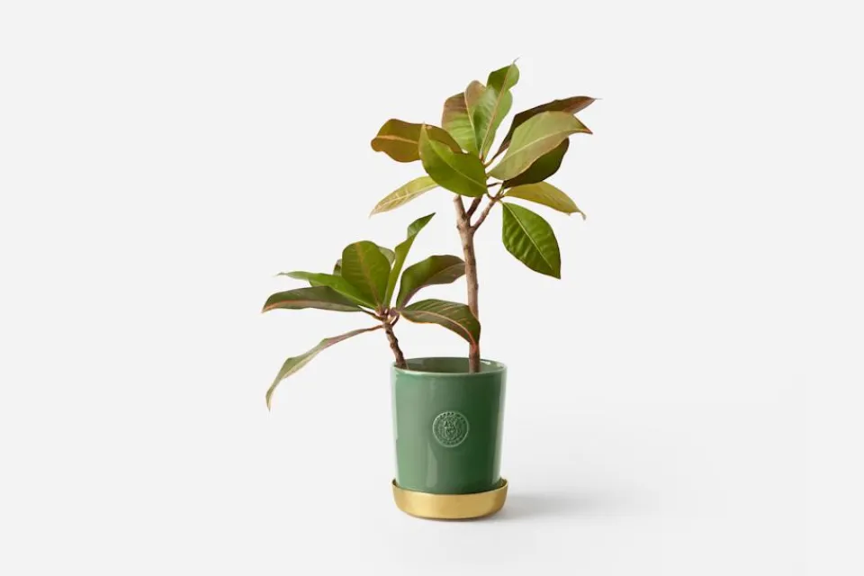 Krukor & Krukfat*Erika Pekkari Kruka Tolvekarna Stengods, Celadon