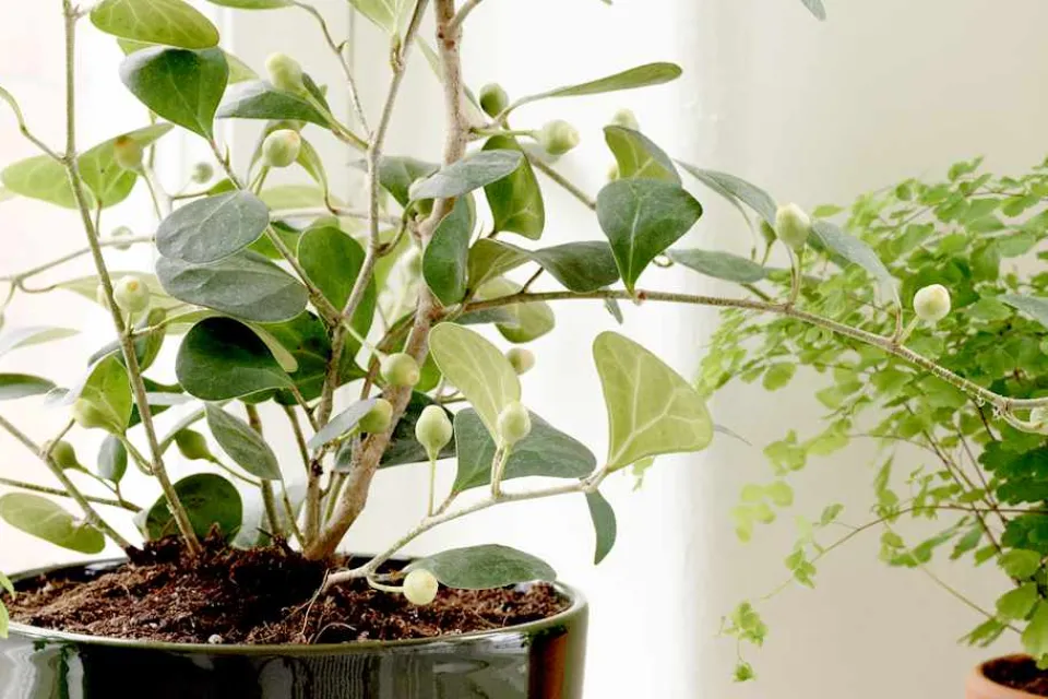 Krukor & Krukfat*Erika Pekkari Kruka Tolvekarna Mossgrön