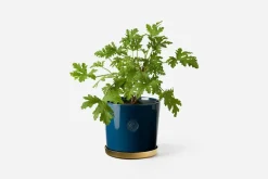 Krukor & Krukfat*Erika Pekkari Kruka Tolvekarna Delftblå