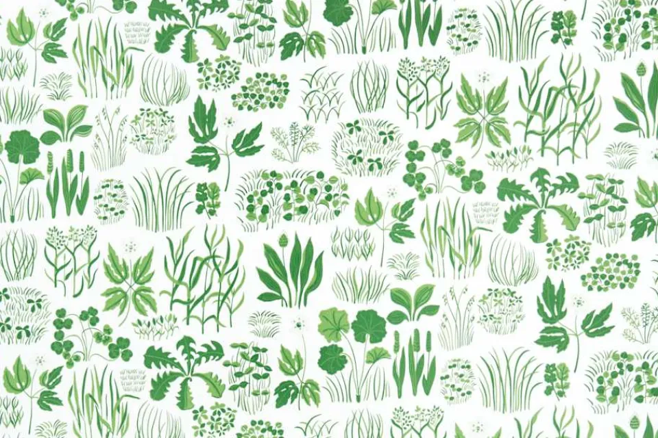 Tapetprover*Josef Frank Tapetprov Söndagsmorgon Grön